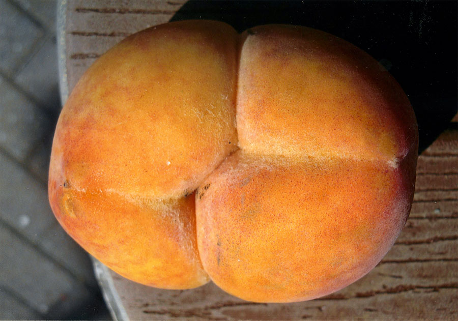 Just Peachy 