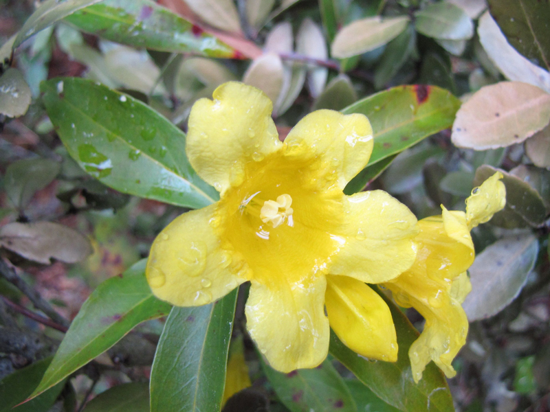 Yellow Jessamine