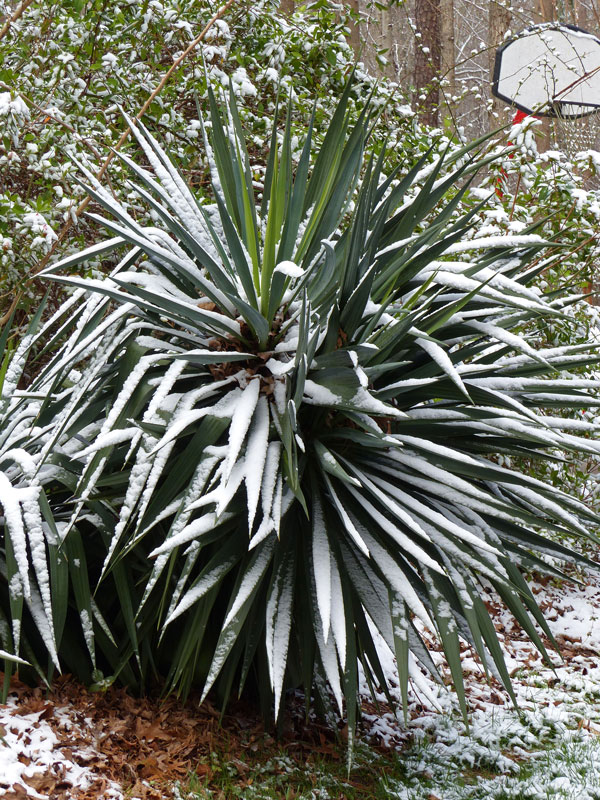 Yuca Snow