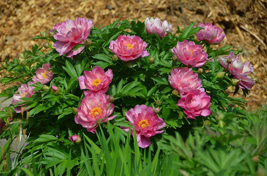Great-Gardens-NC-Peonies