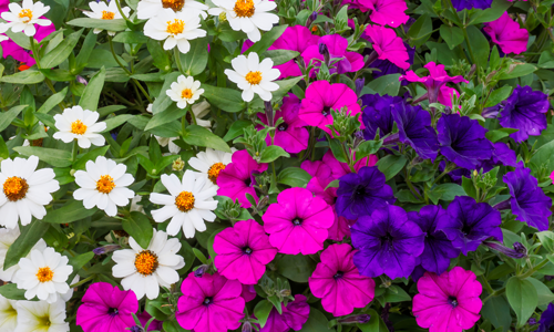 Annual flowers
