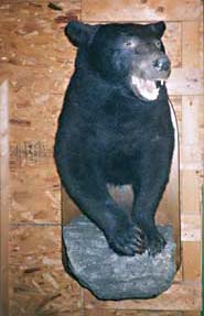 bear