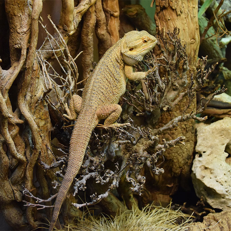 Bearded Dragon