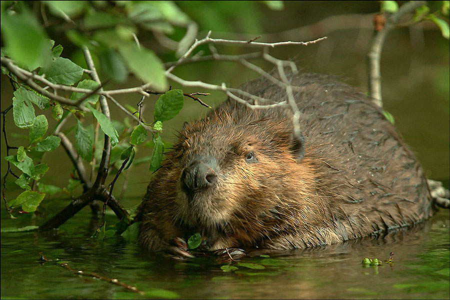 Gus Gus the beaver