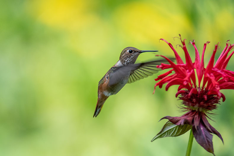Bee balm