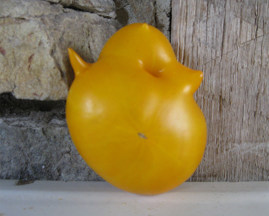 Lemon Boy 