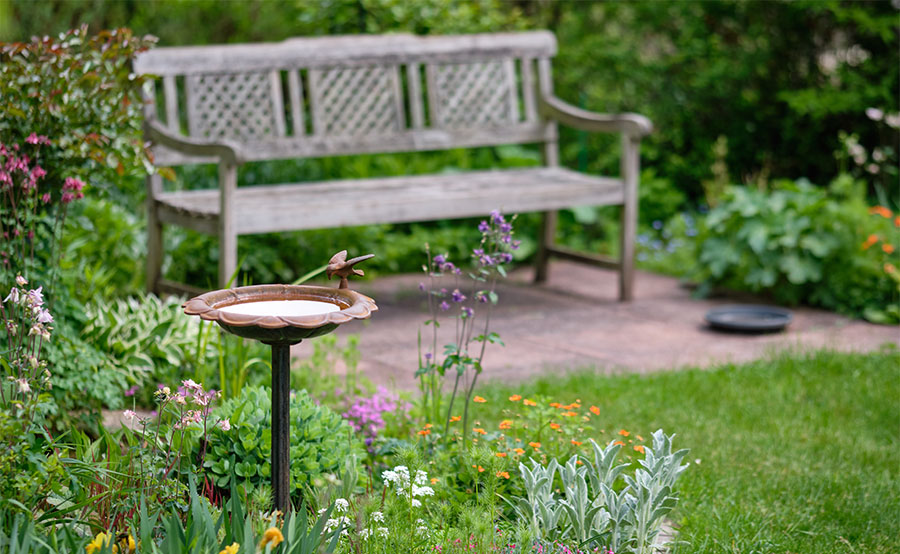 bird bath on a sunny day