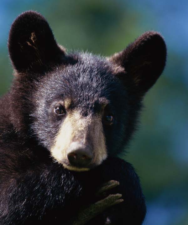 black-bear-cub