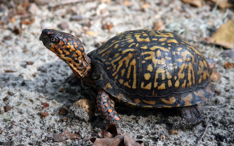 box turtle