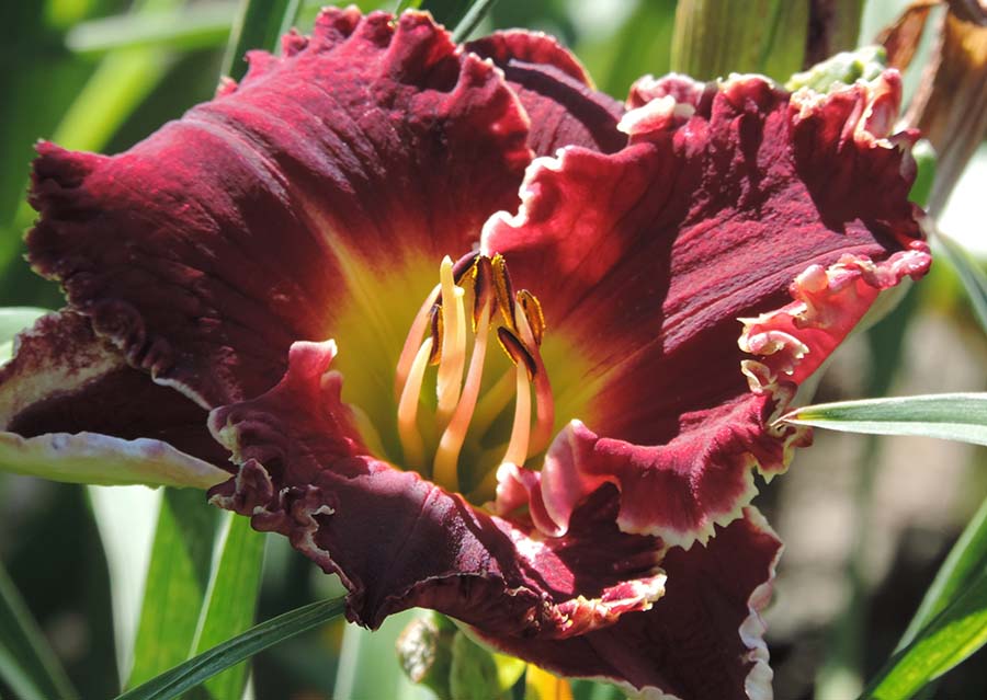 burgundy day lily