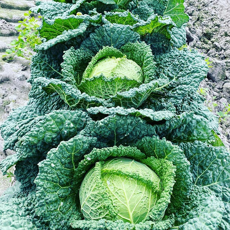 Cabbage