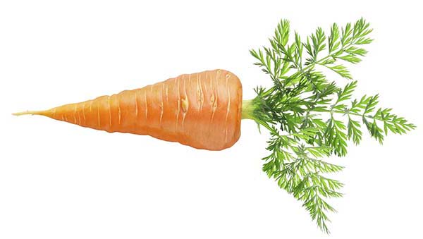 carrot