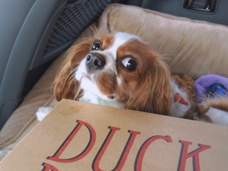 Cavalier King Charles - Karen Gilliam 