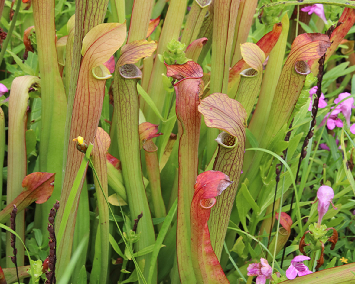 Pitcher plants