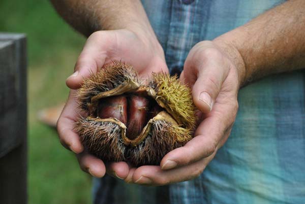 chestnuts-02