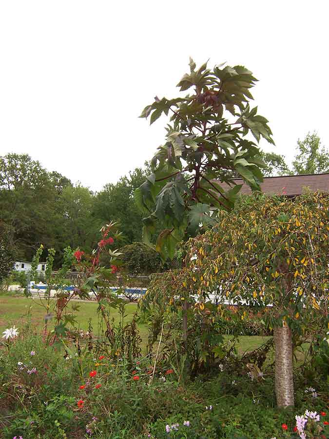 Great-Gardens-NC-XXX