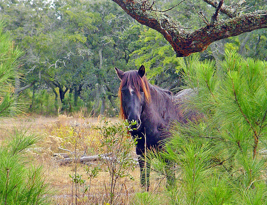 corolla stallion1cr1