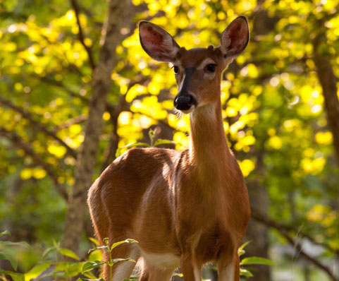 deer