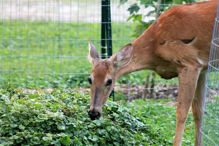 Deer by Teddy Fisher