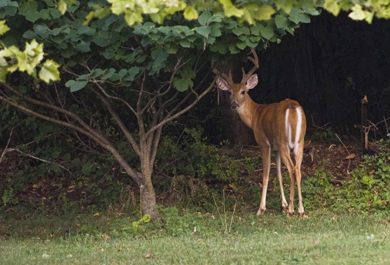 Deer Teddy Fisher