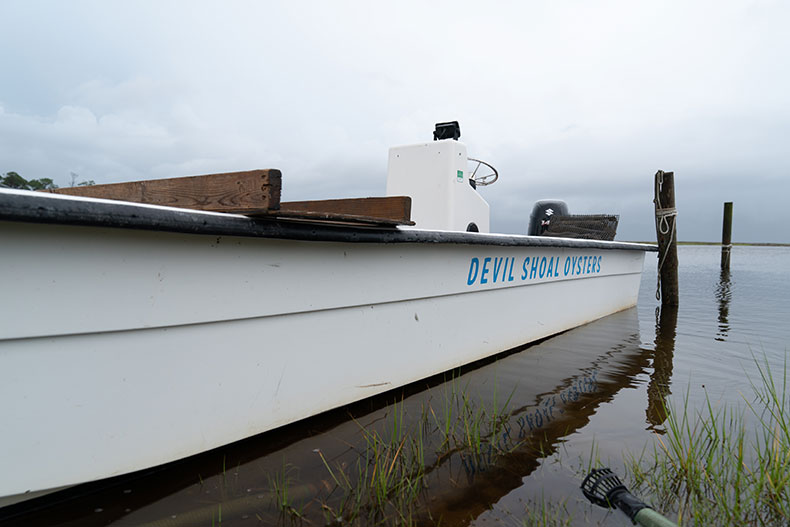 devils shoal oysters