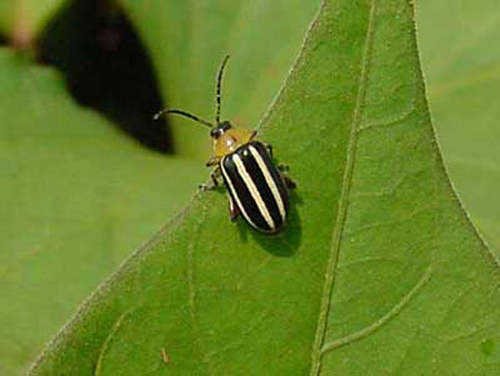 Flea Beetle