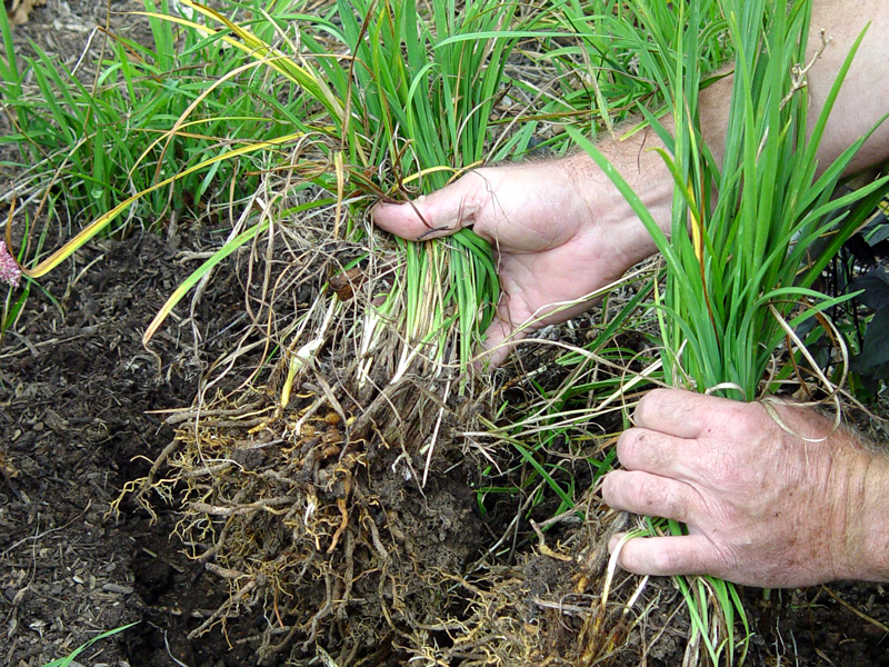 Dividing perennial