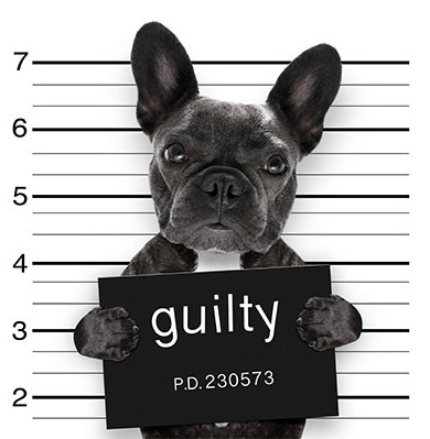 guilty dog