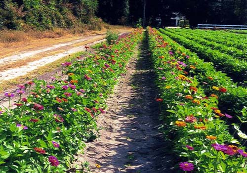 Great-Gardens-NC-family-grandmother