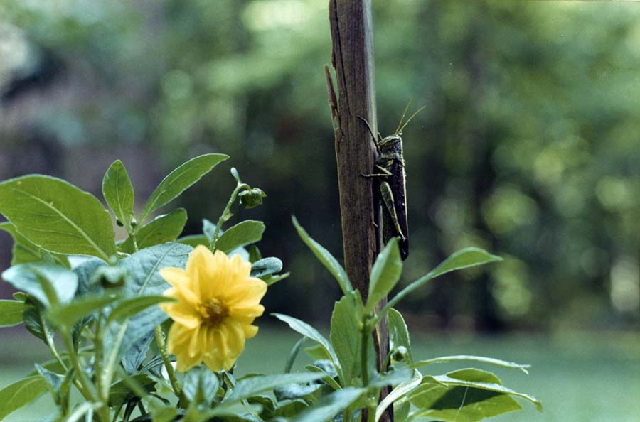 Great-Gardens-NC-Dahlias