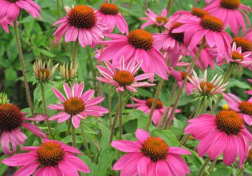 Great-Gardens-NC-Coneflowers