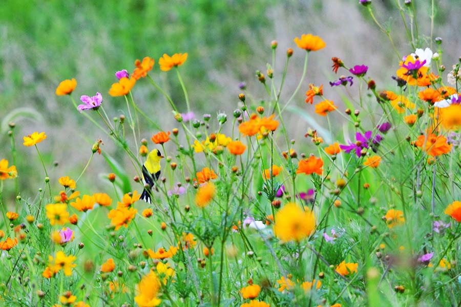 Great-Gardens-NC-pollinators-birds