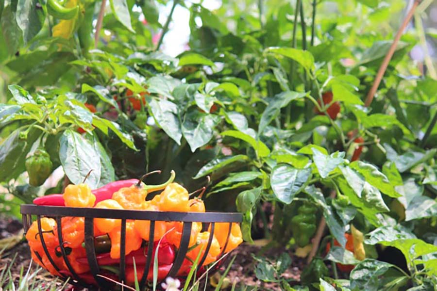 Great-Gardens-NC-Habanero