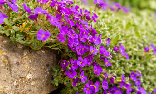 Growing plants from seeds