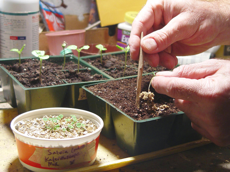 Growing plants from seeds