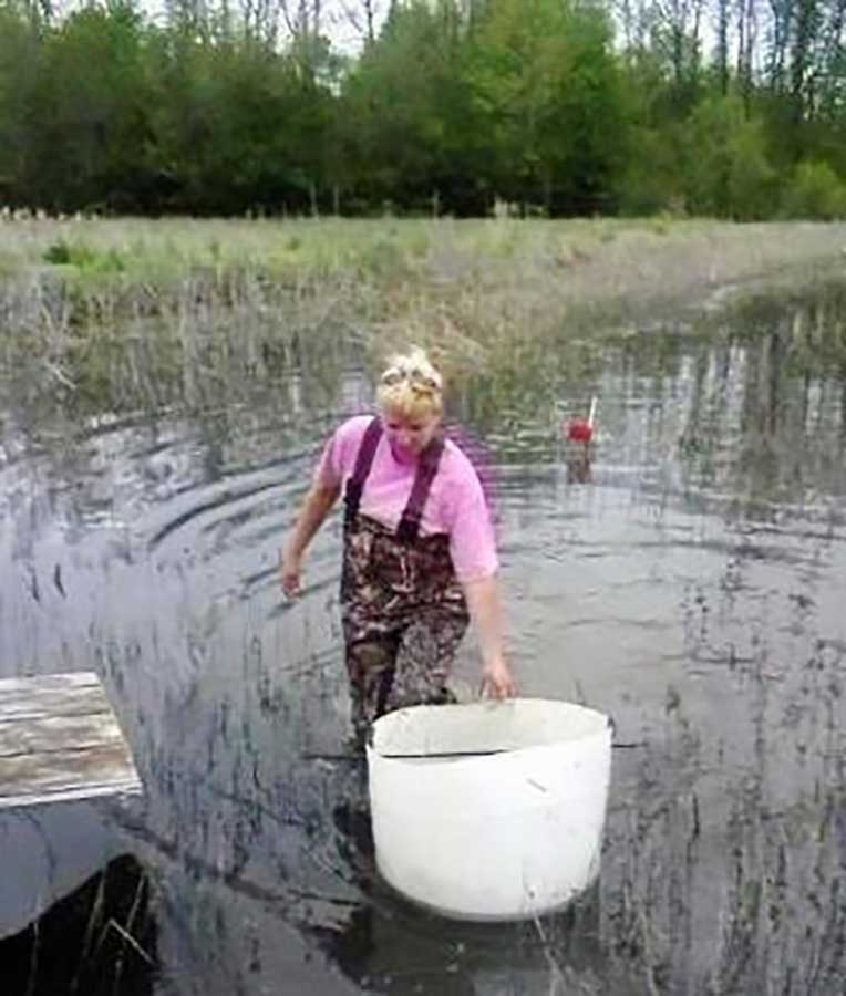 harvesting crawfish