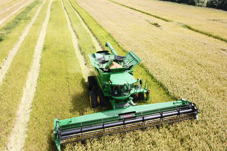 Harvesting Rice
