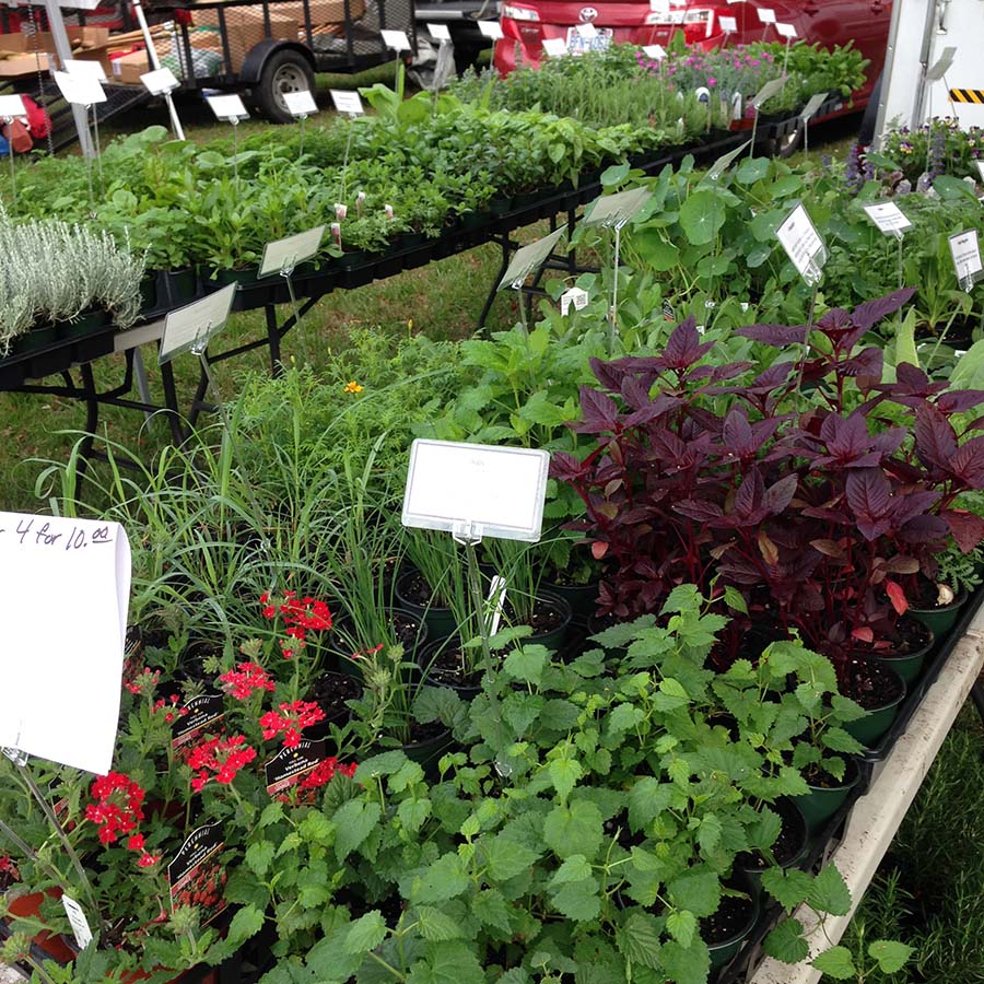 herbs