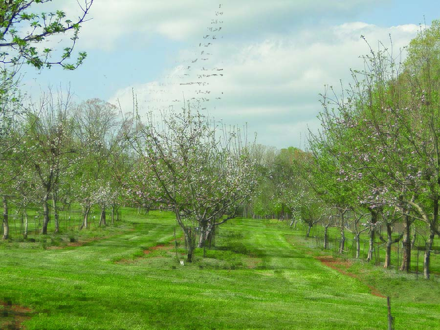 heritageorchard