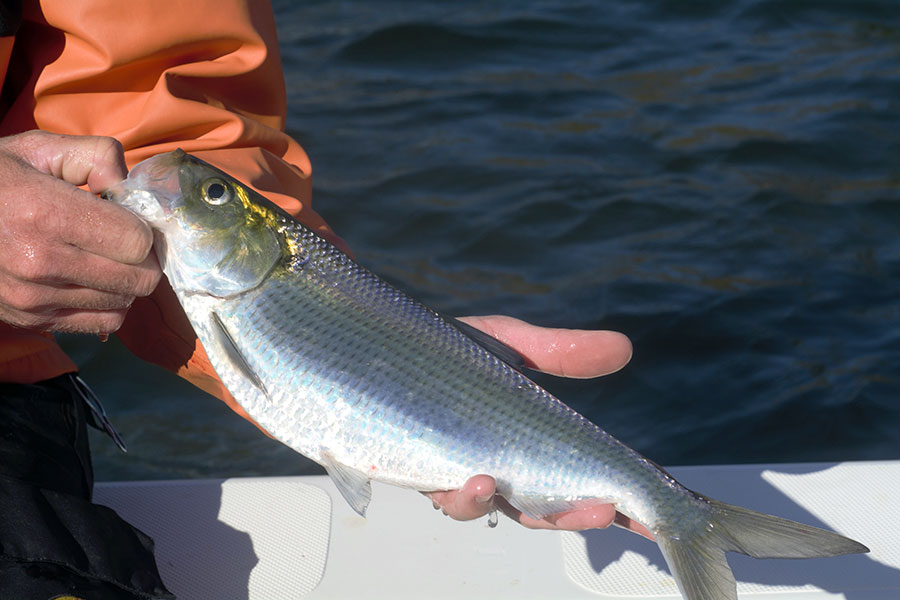 hickory shad