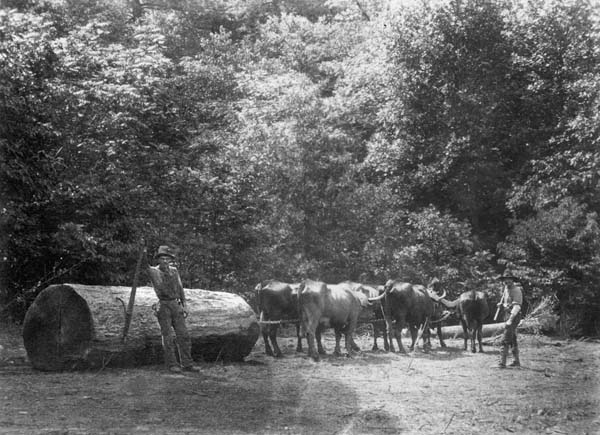 steers pulling huge log