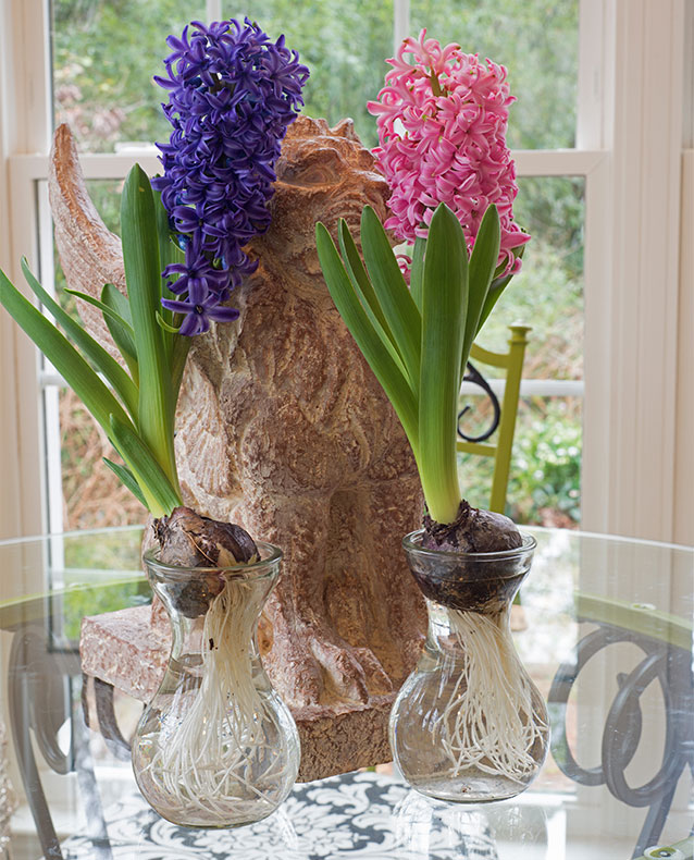 Hyacinths