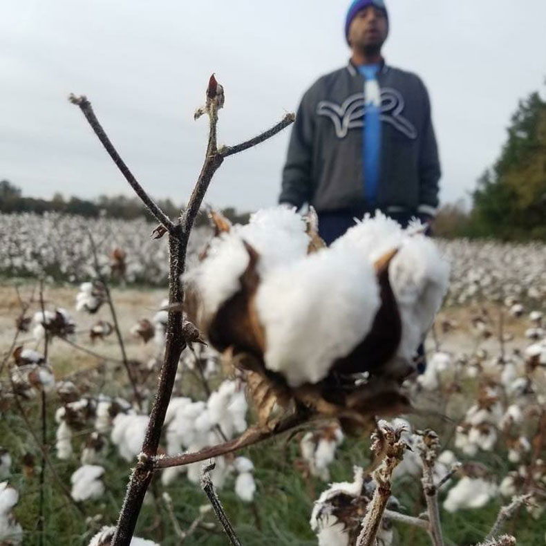 Julius with cotton