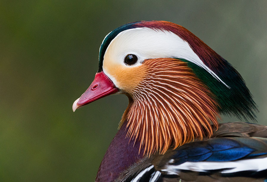 mandarin duck