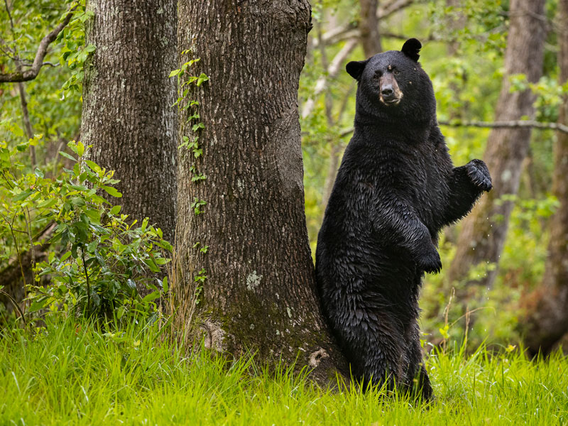 Black bear