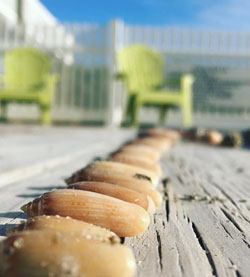 Olive Shells