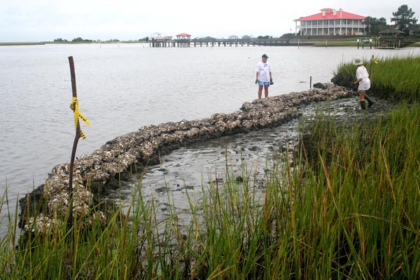 This PenderWatch reef is ready to start serving as a home for young oysters.