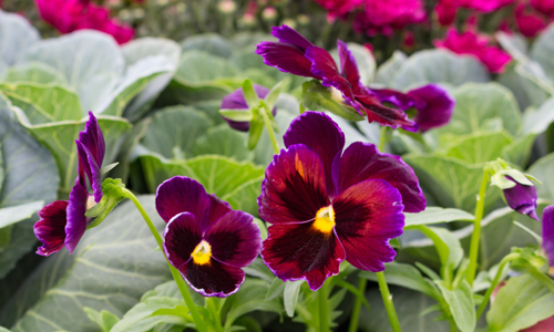 Pansies