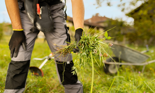 Picking dead plants
