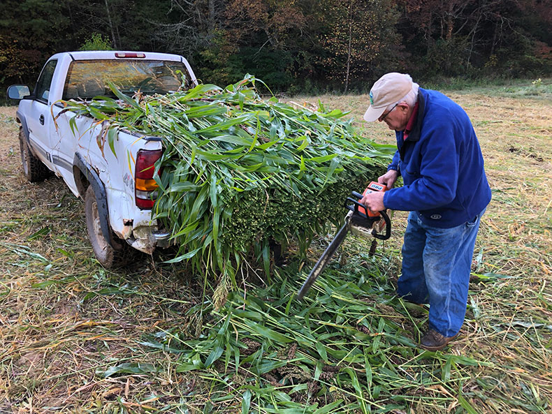 Processing Sorghum